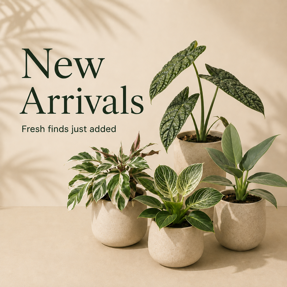 New Arrivals