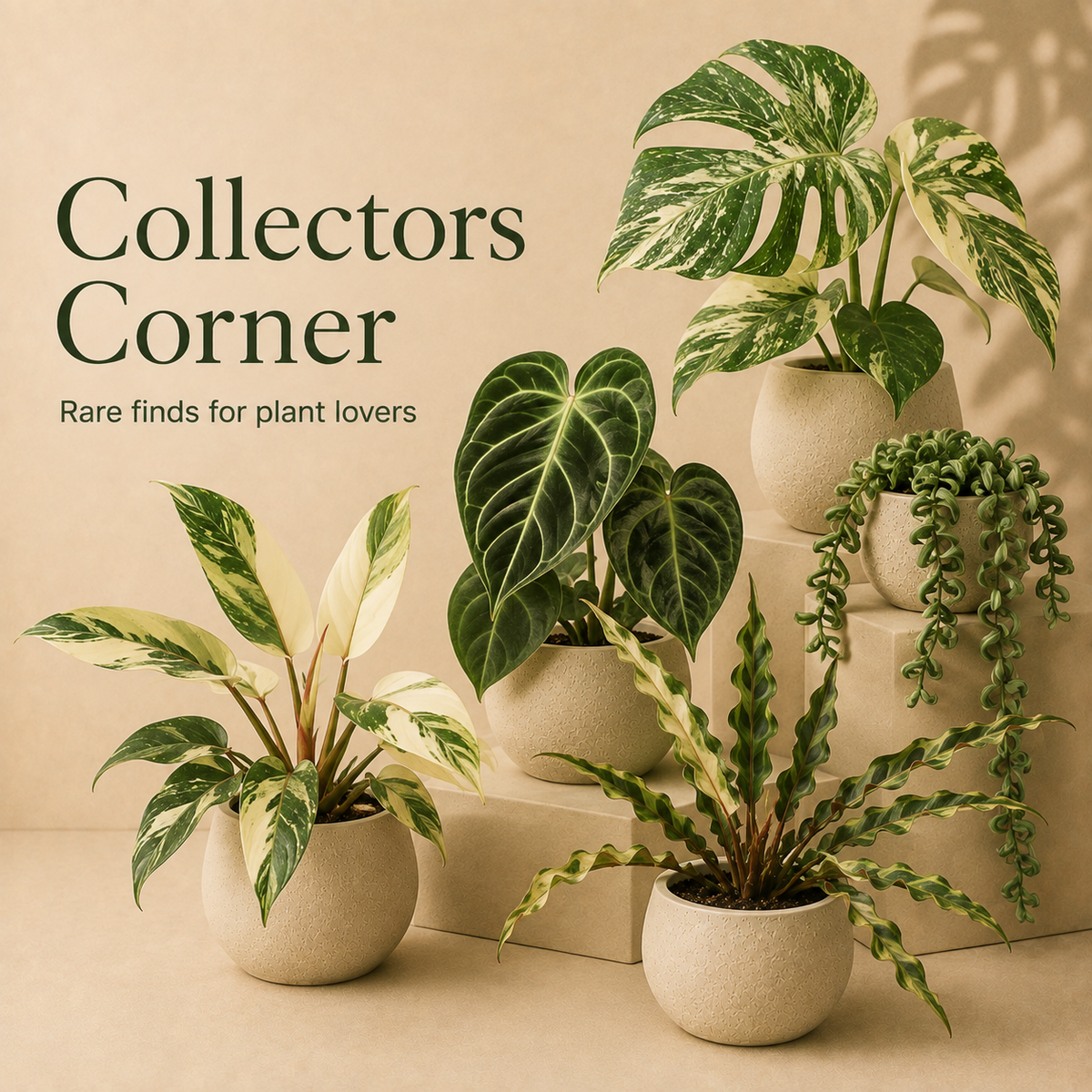 Collectors Corner