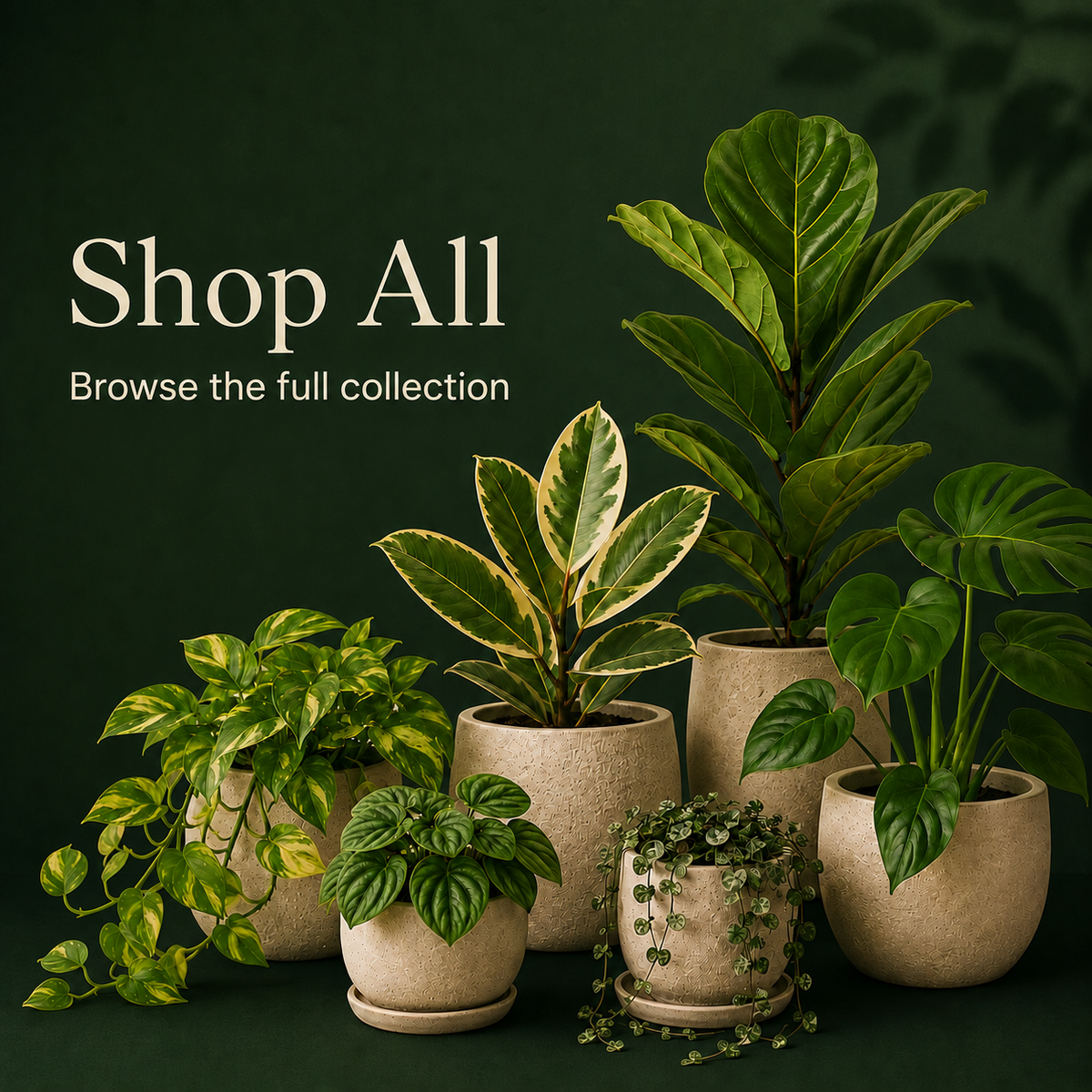 Shop All