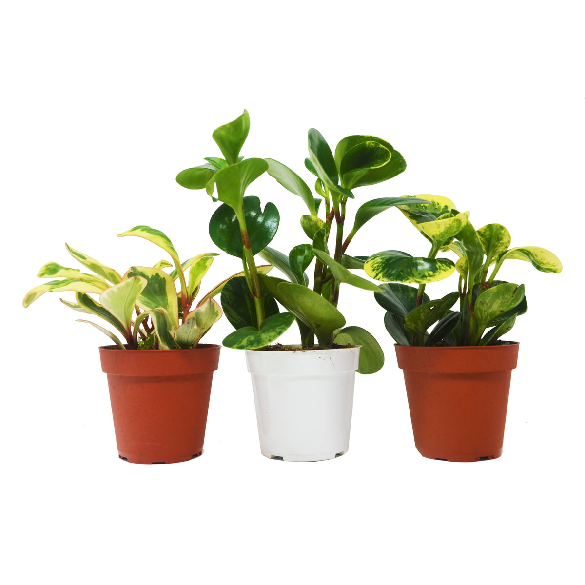 3 Peperomia Variety Pack