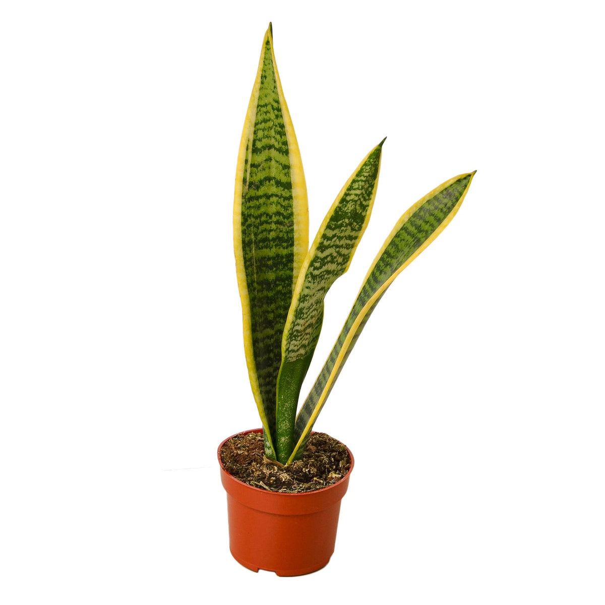 Laurentii Snake Plant
