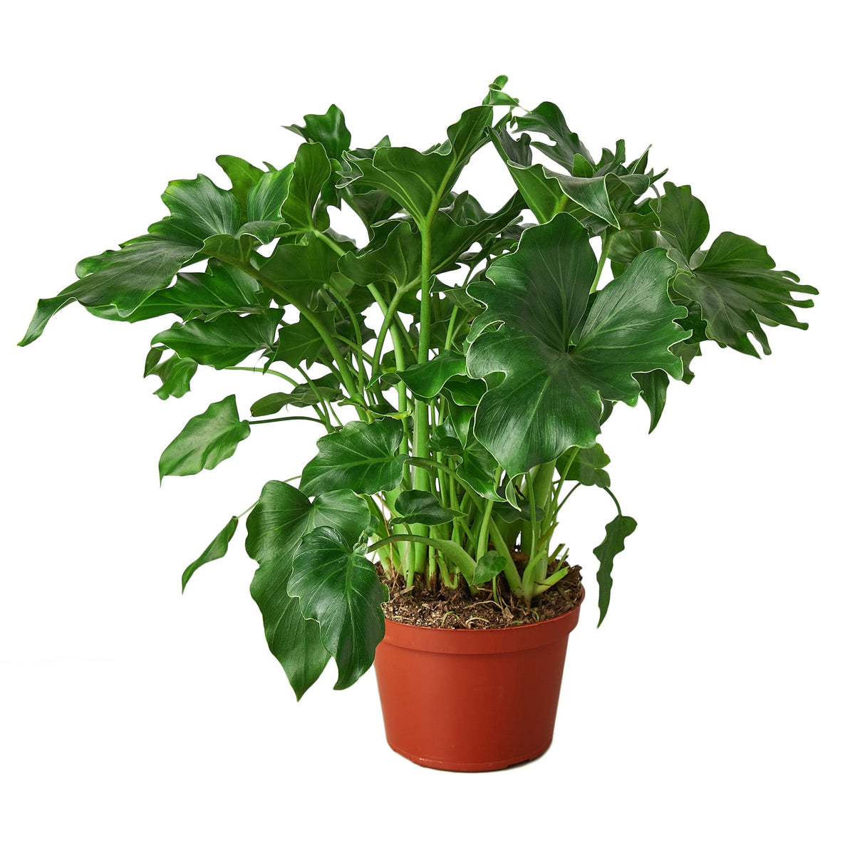 Little Hope Philodendron