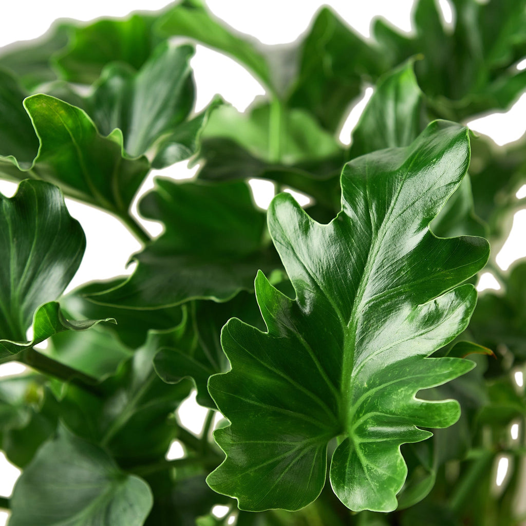 Little Hope Philodendron