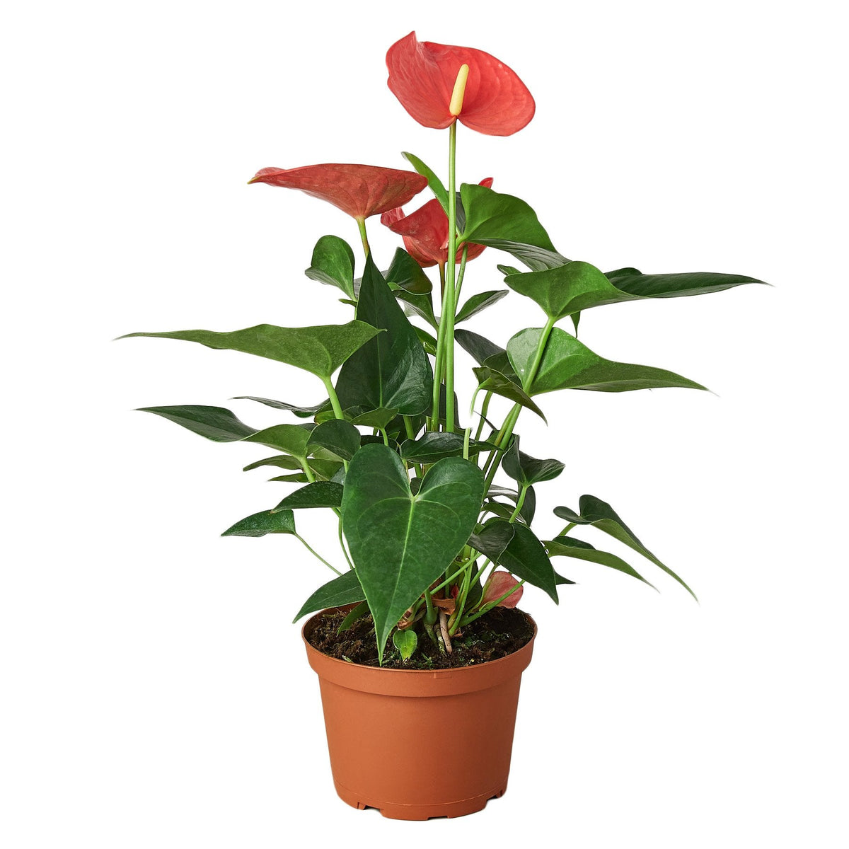 Pink Anthurium