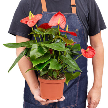 Red Anthurium