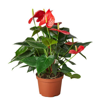 Red Anthurium