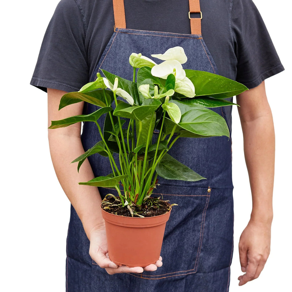 White Anthurium