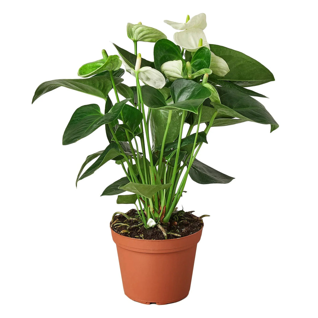 White Anthurium