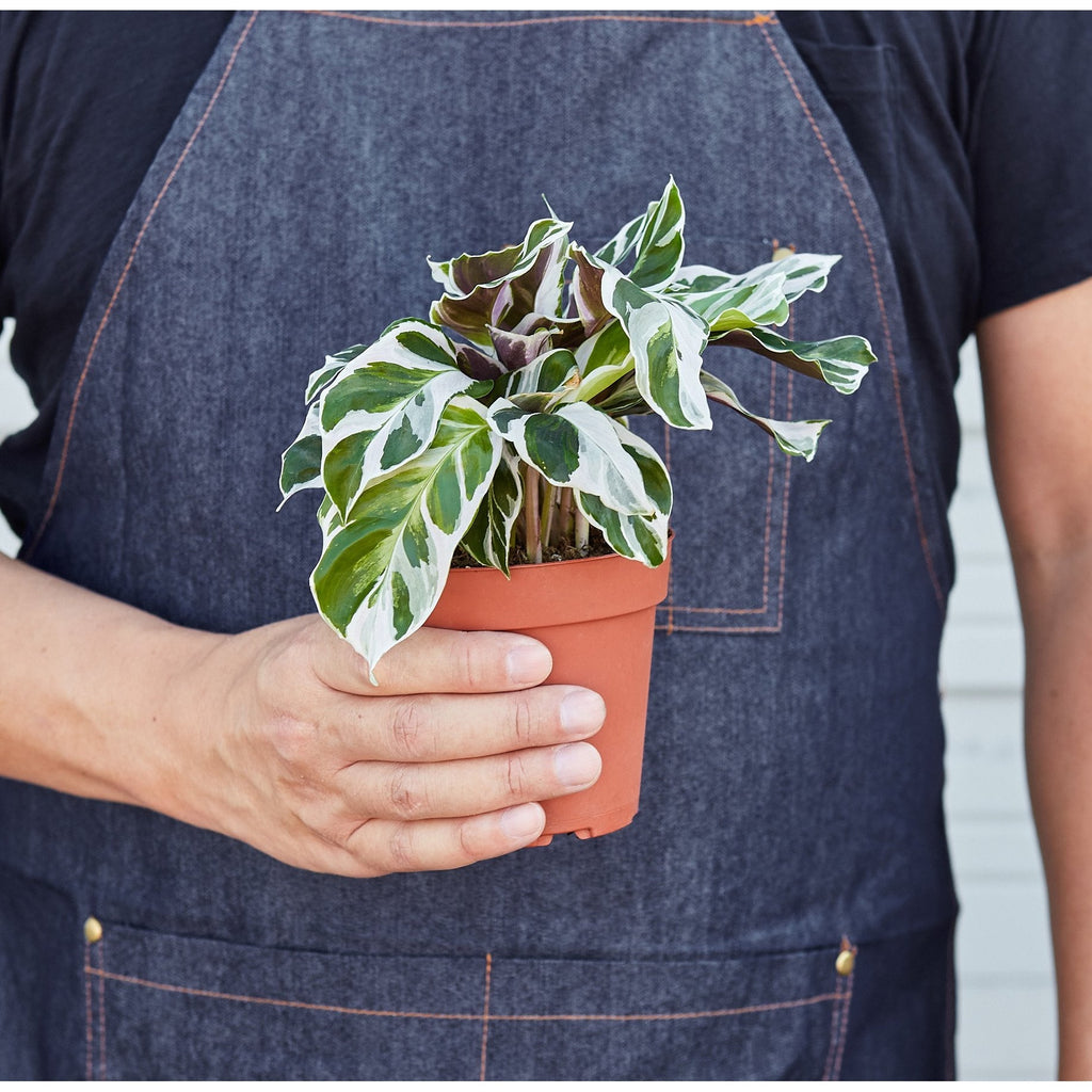 White Fusion Calathea