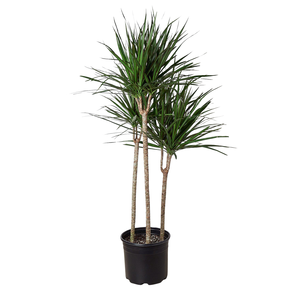 Marginata Dracaena
