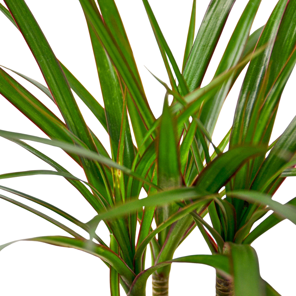 Marginata Dracaena