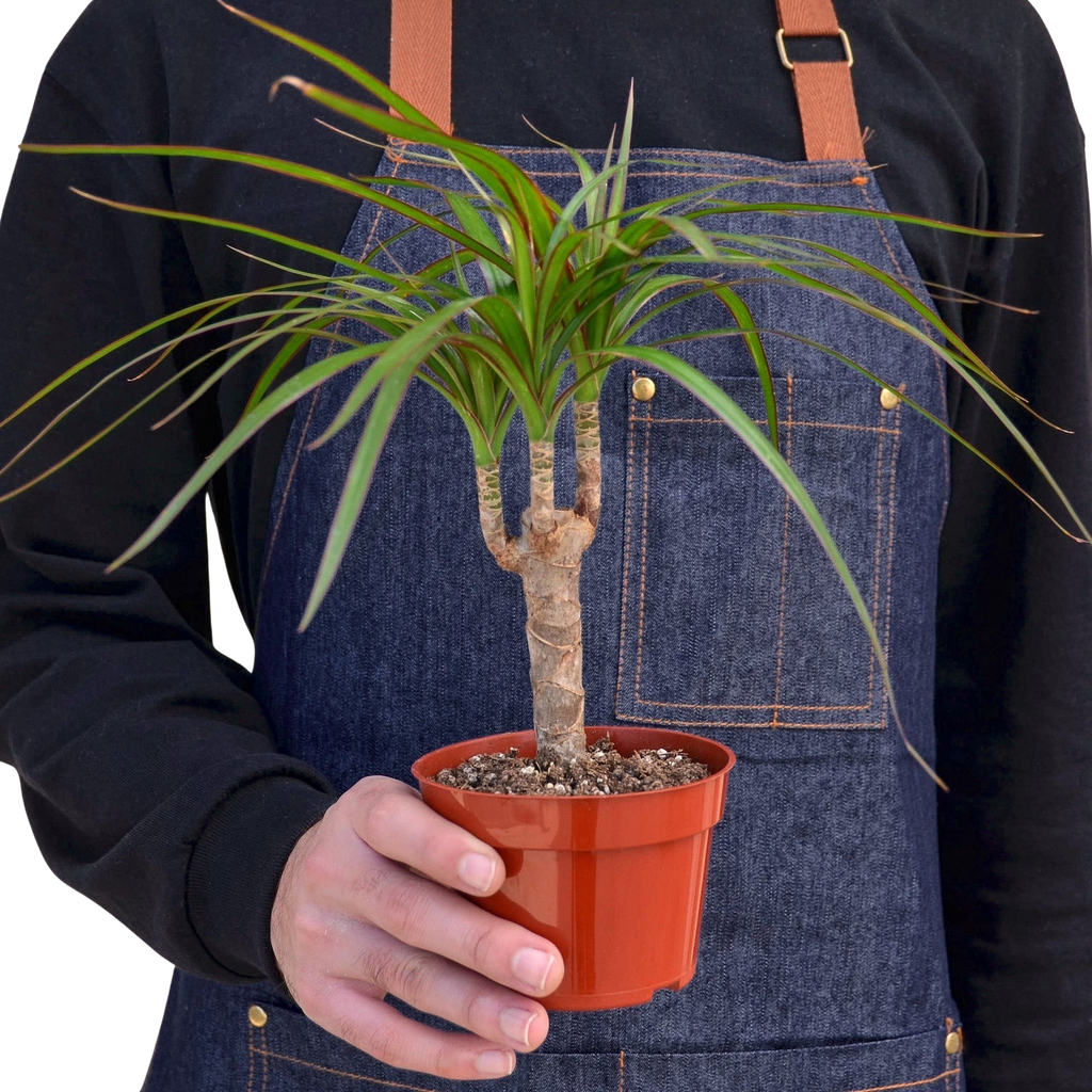 Marginata Dracaena