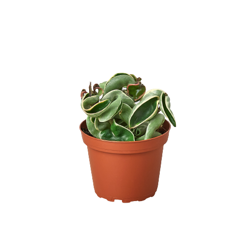 Variegated Hoya Rope Plant