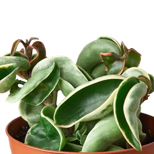 Variegated Hoya Rope Plant