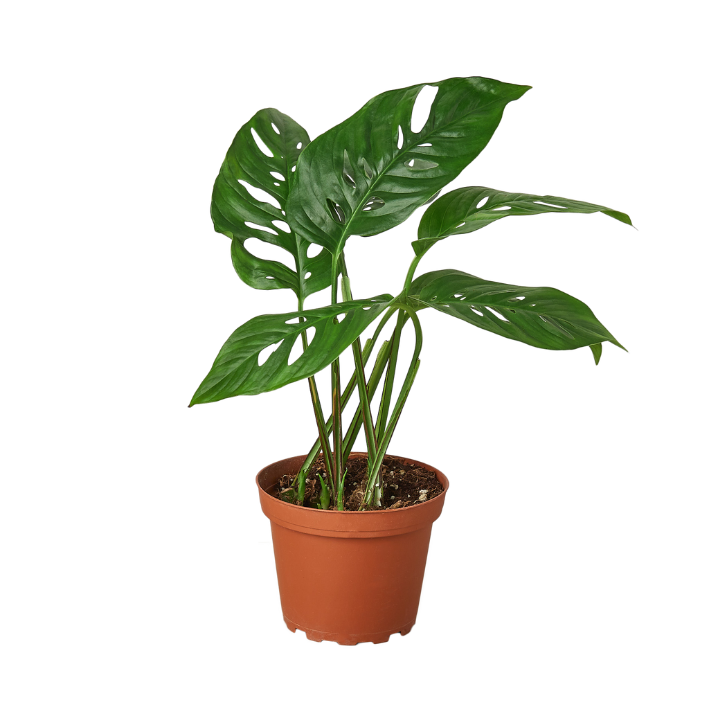 Swiss Cheese Monstera