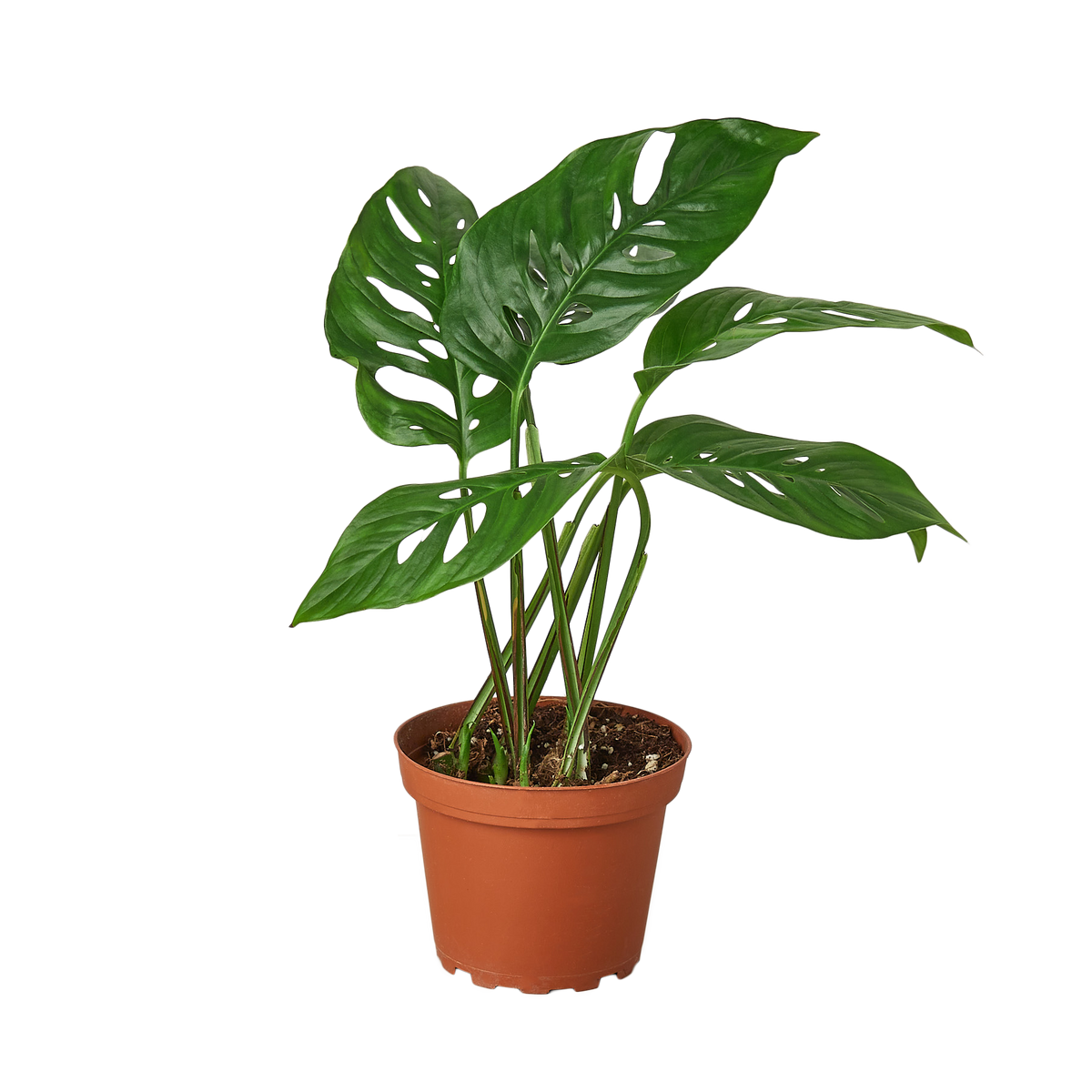 Swiss Cheese Monstera