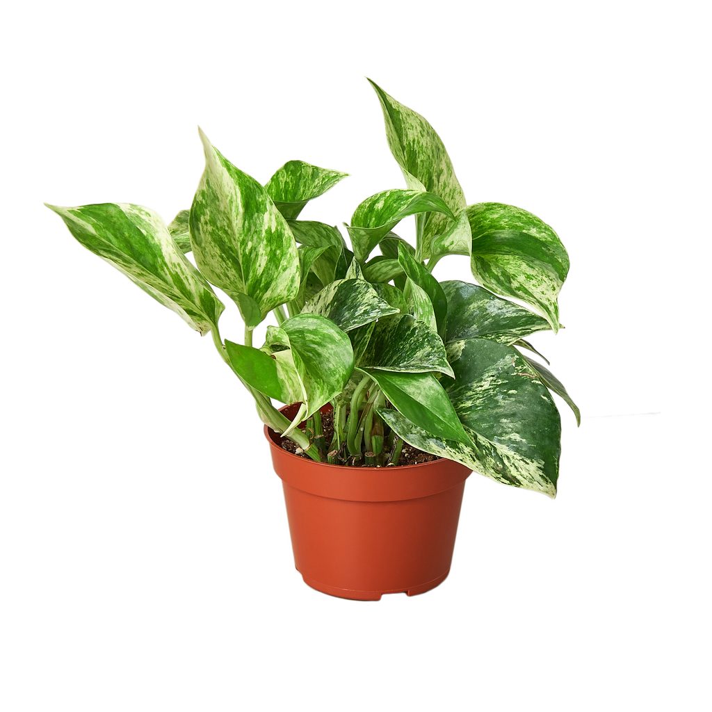 Marble Queen Pothos