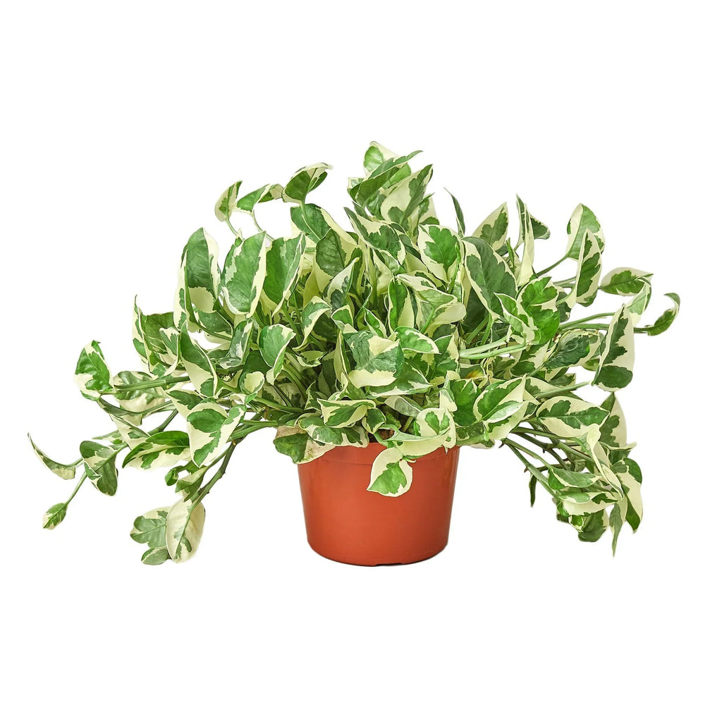 N'Joy Pothos