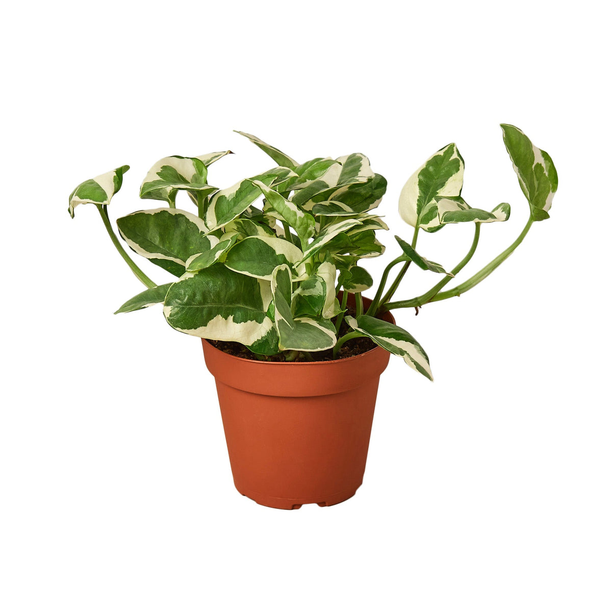N'Joy Pothos