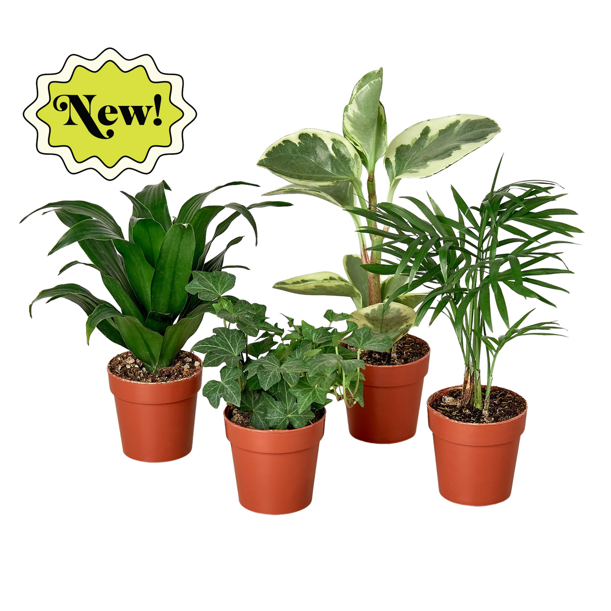 3" Tropical Bundle