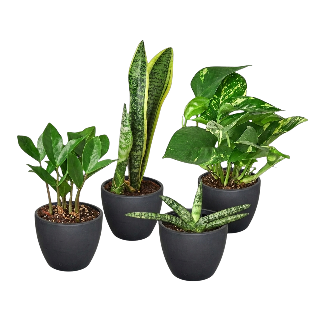 Easy Care Bundle