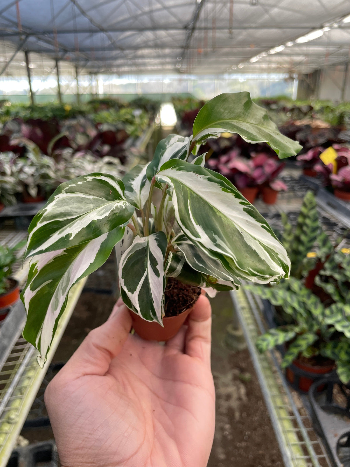 White Fusion Calathea