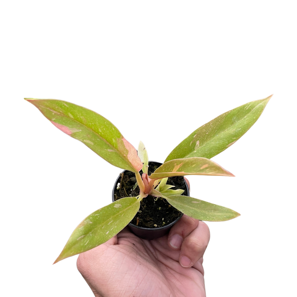 Ring of Fire Philodendron