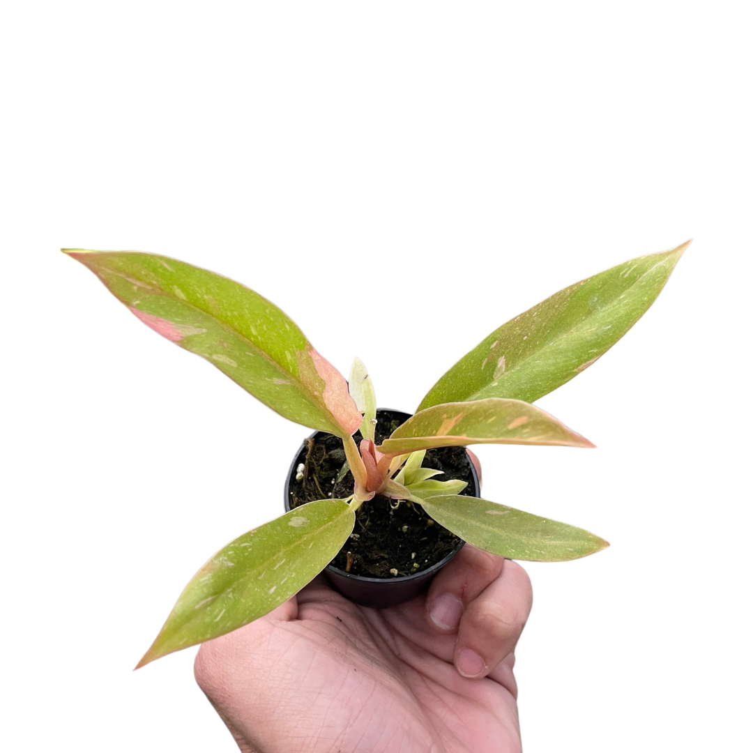 Ring of Fire Philodendron