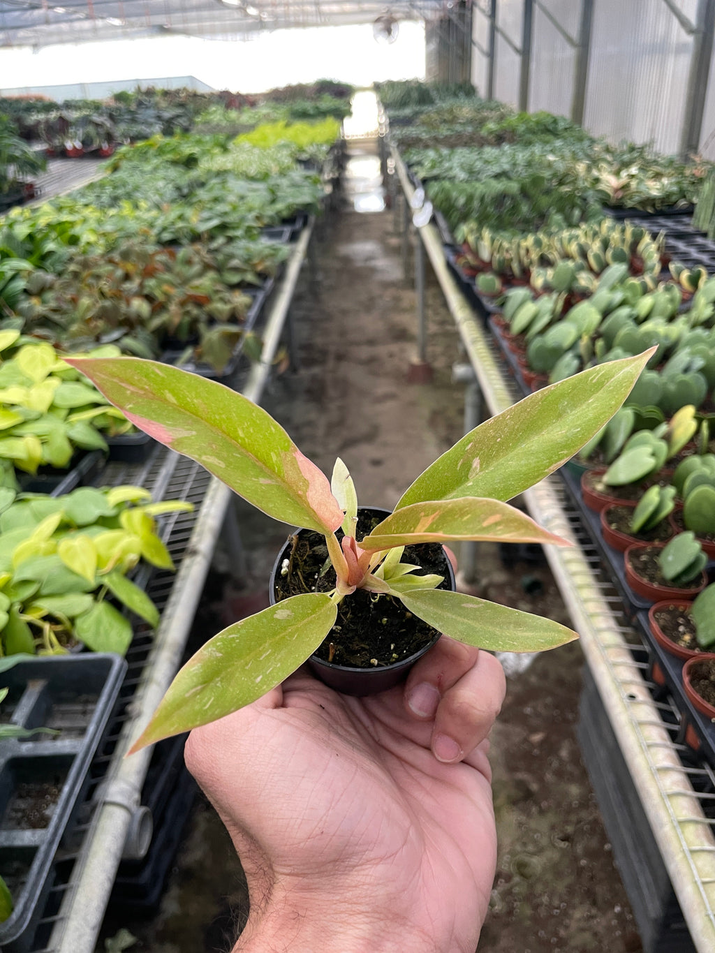 Ring of Fire Philodendron