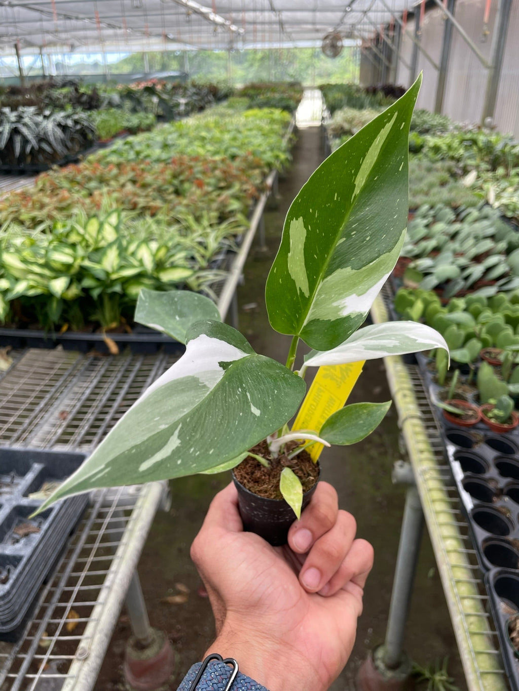 White Princess Philodendron