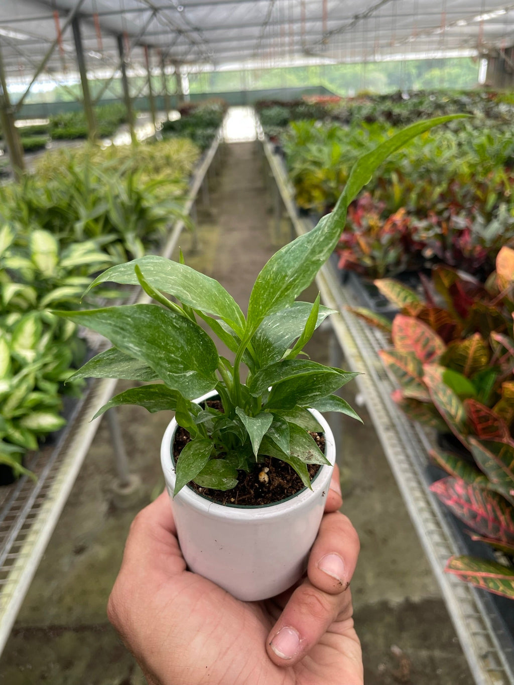 Domino Peace Lily