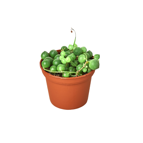 String of Pearls