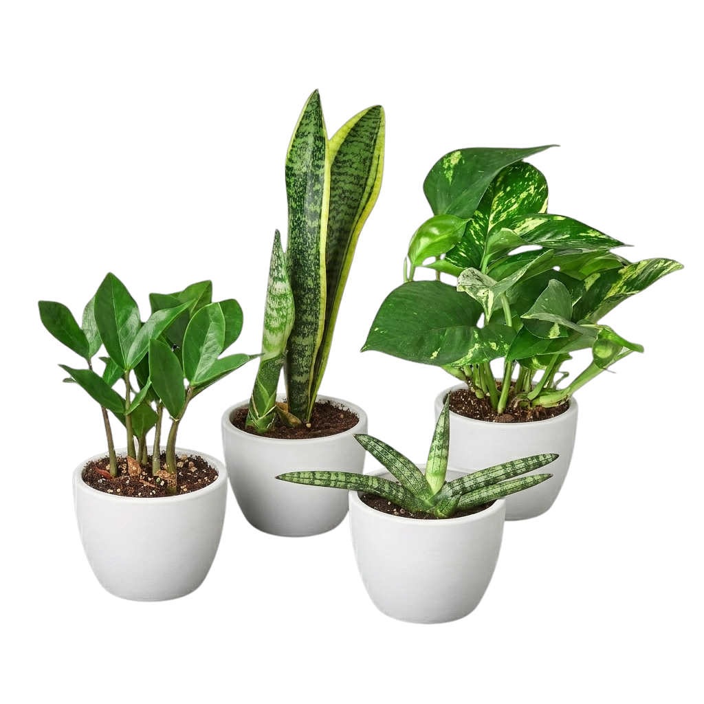 Easy Care Bundle