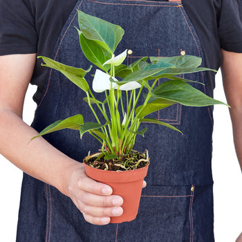 White Anthurium
