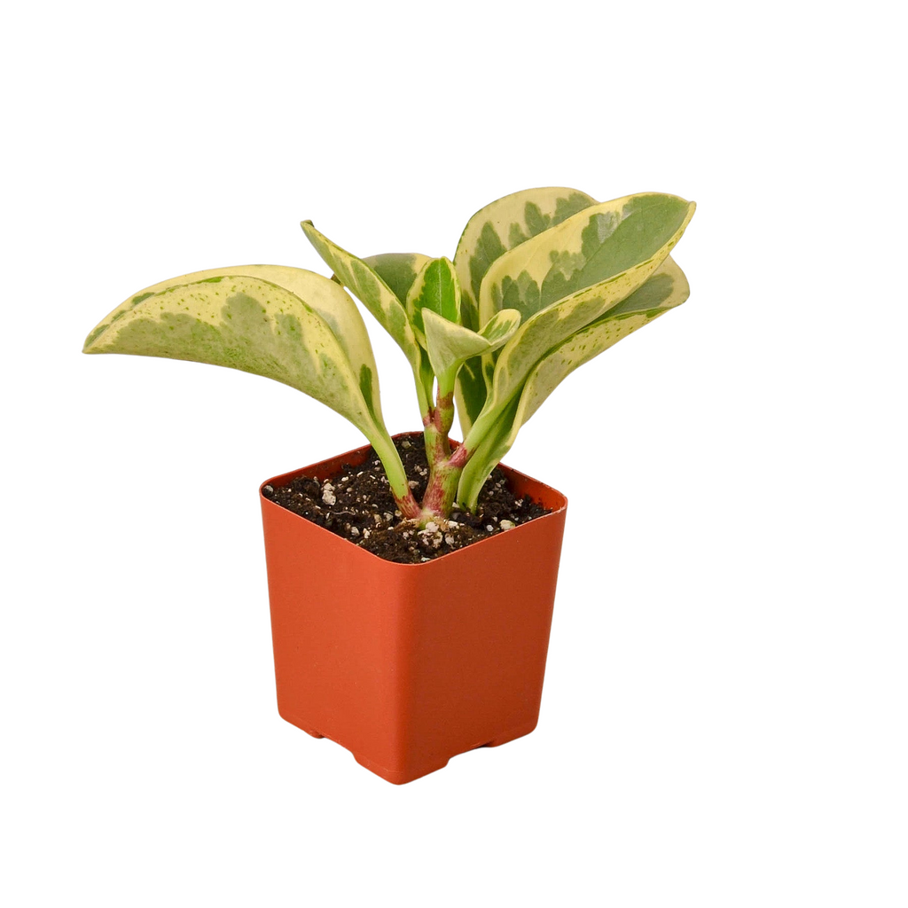 3" Tropical Bundle