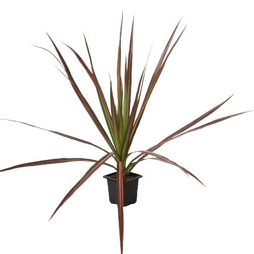 Colorama Dracaena