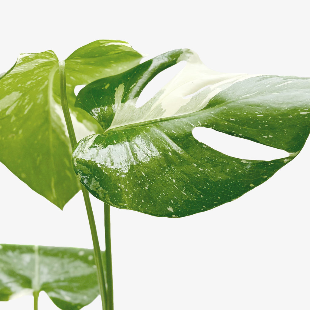 Thai Constellation Monstera