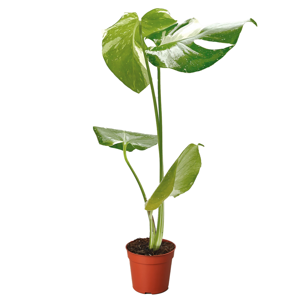 Thai Constellation Monstera