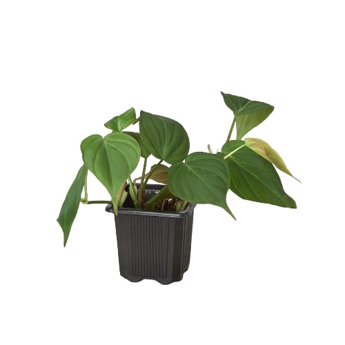Philodendron Velvet