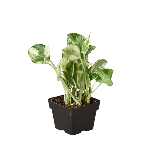 N'Joy Pothos
