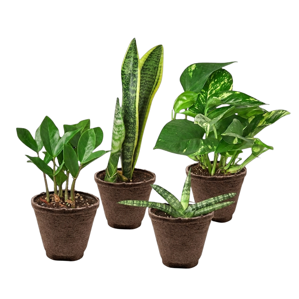 Easy Care Bundle