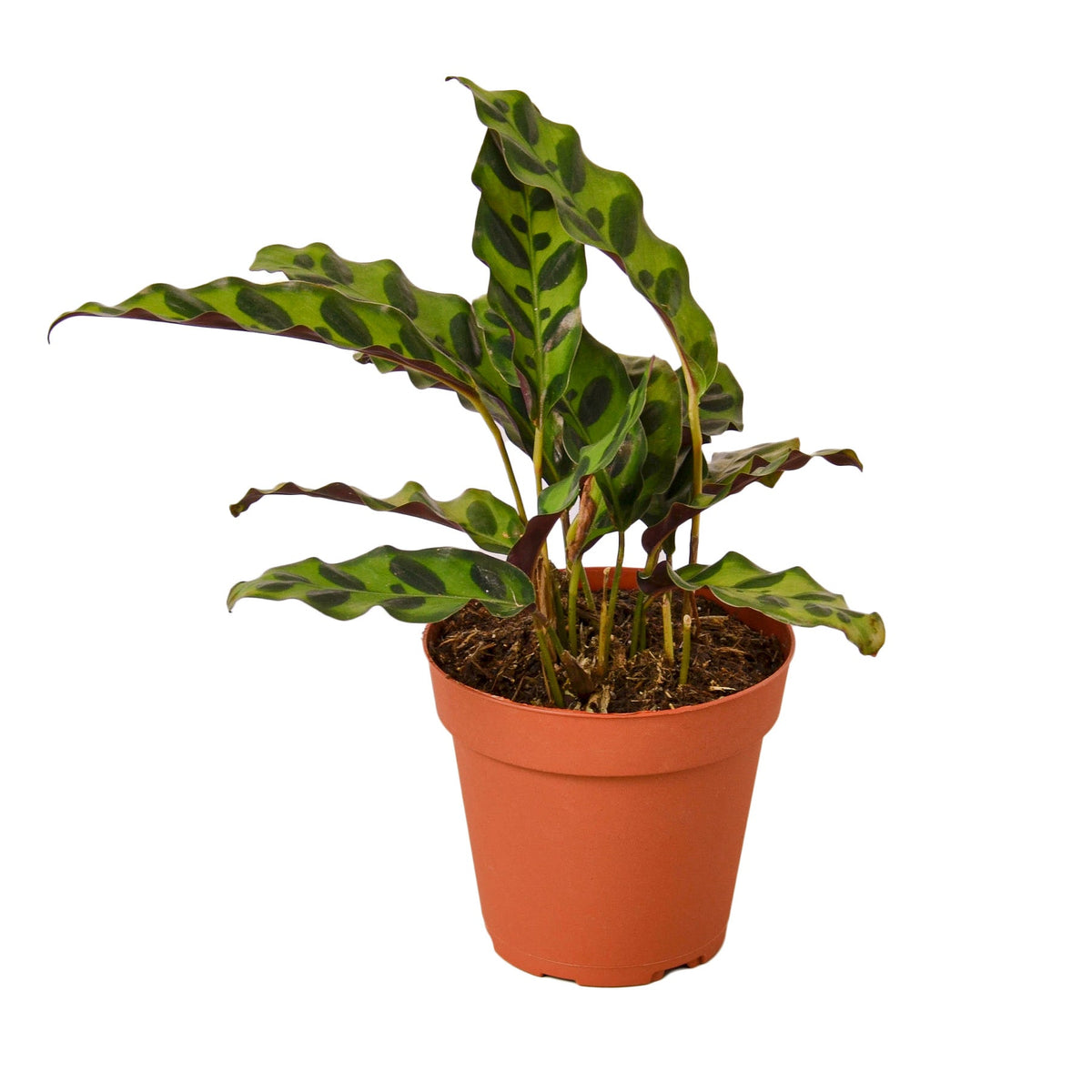 Rattlesnake Calathea