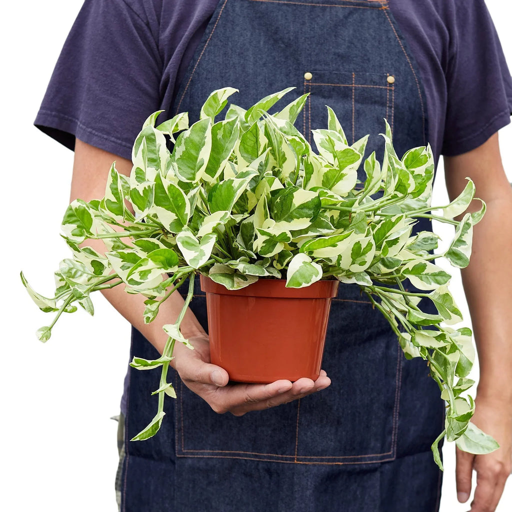 N'Joy Pothos