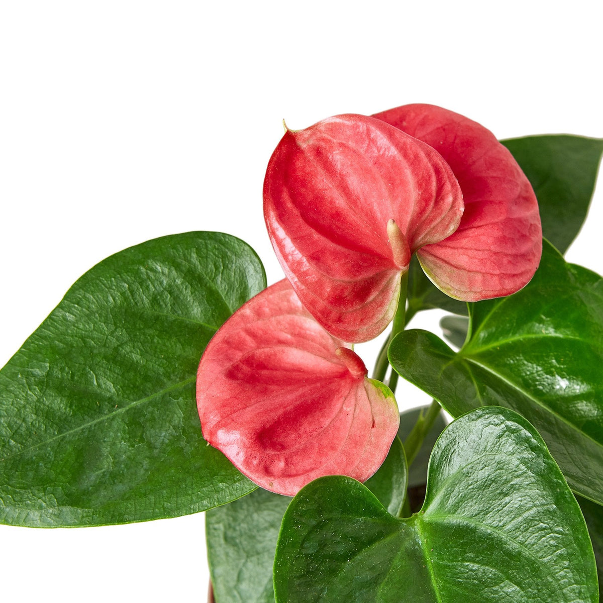 Pink Anthurium