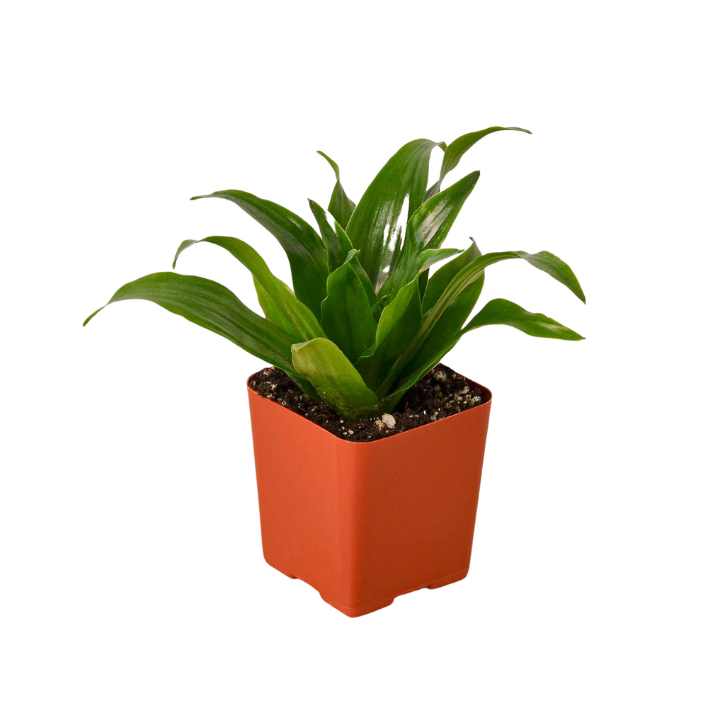 3" Tropical Bundle