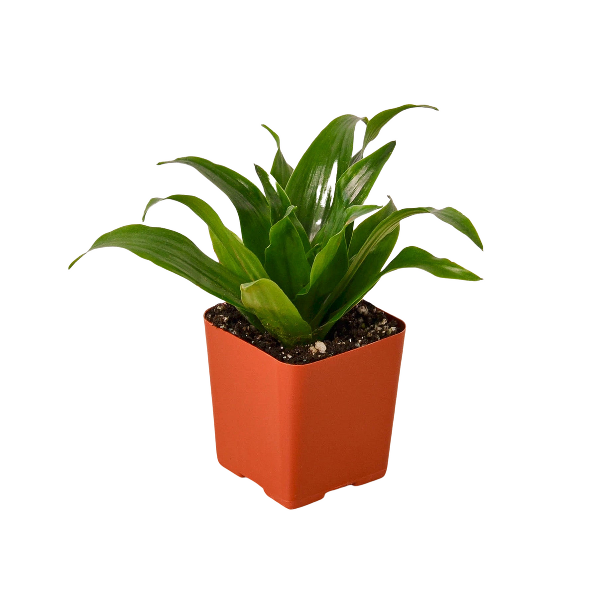 3" Tropical Bundle