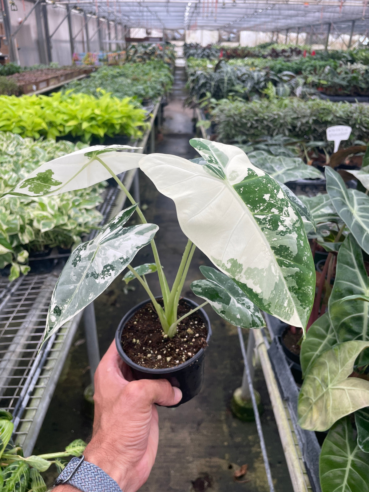 Variegated Alocasia Frydek