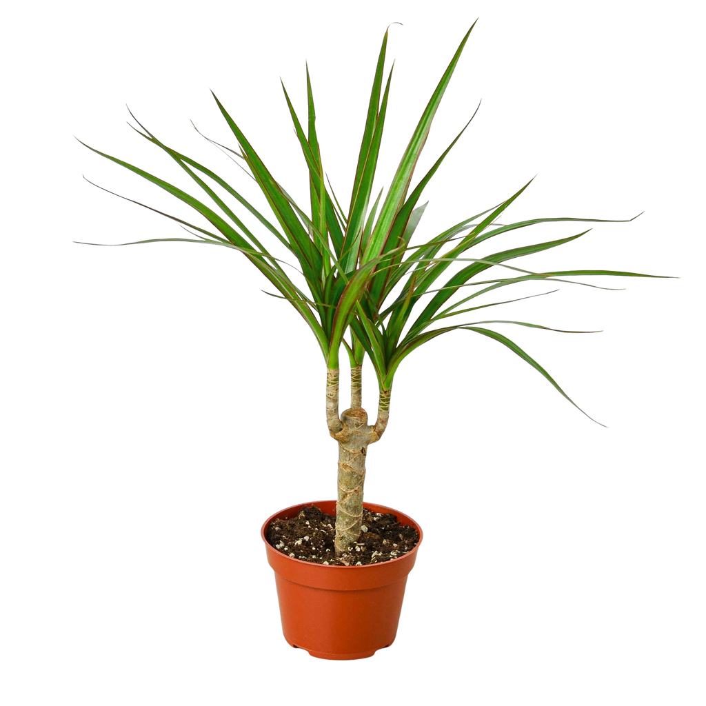 Marginata Dracaena