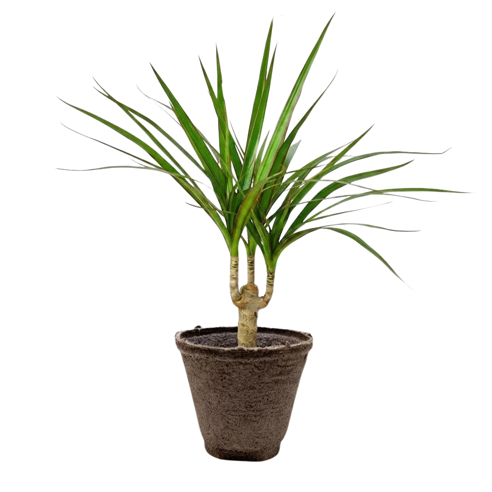 Marginata Dracaena