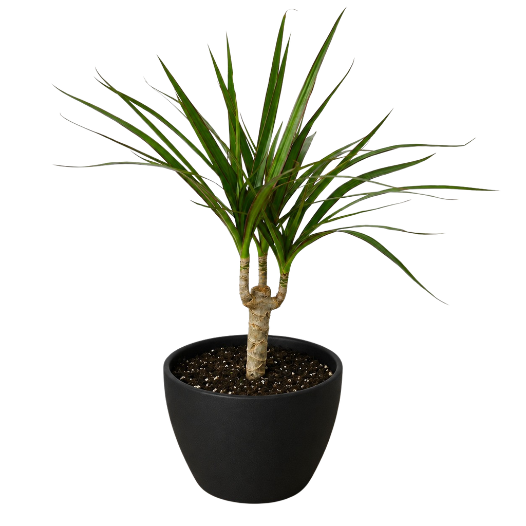 Marginata Dracaena